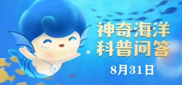 神奇海洋今日答案8.31：头足纲是海洋软体动物中最高等的种类，它们的身体都是